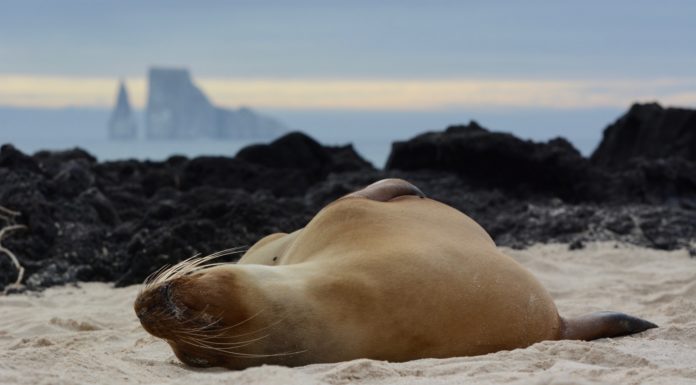 Here’s Why Galapagos is a Heaven On Earth