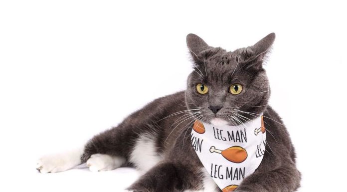 This Canadian Brand Makes the Coolest Accessories for Pets