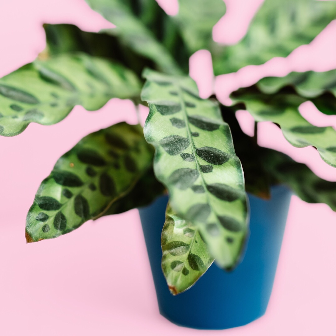 Here's How to Take Care of 3 Trendy Indoor Plants for 2019 Beautiful