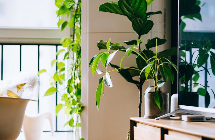 Welcome the Biophilic trend into your home