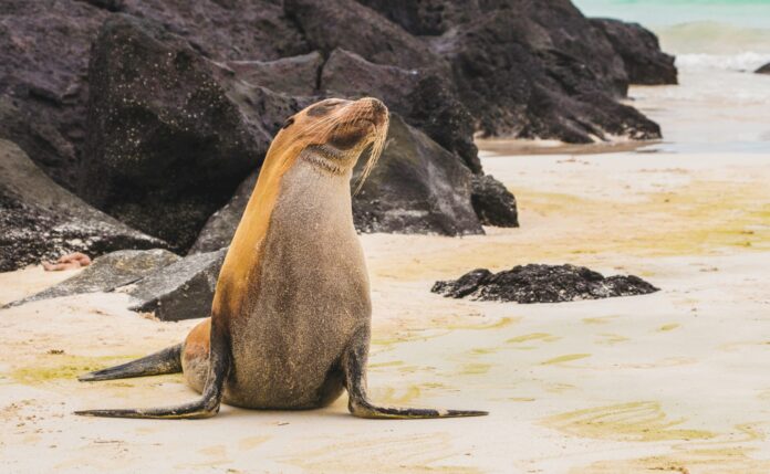 Galapagos Islands, Ecuador